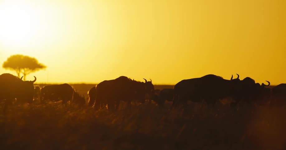 A herd of wildebeest walking in a savannah that has a completely orange sky in the morning