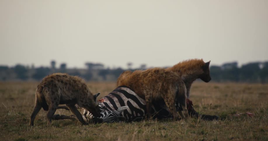 Group of hyenas eating a zebra in the jungle