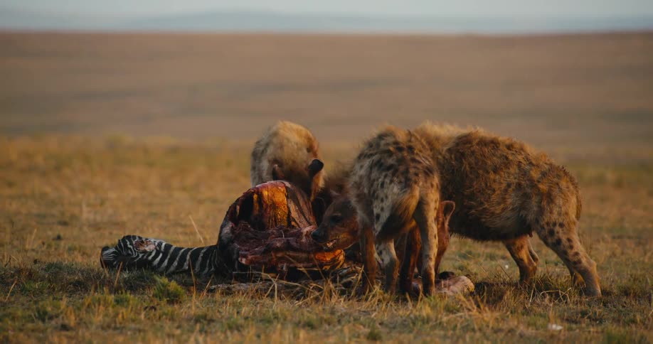 Three hyenas and a bird eating a zebra carcass in a savanna