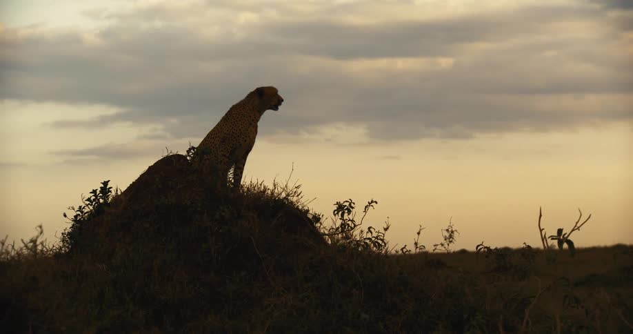 Cheetah on a rock in the jungle on a misty morning