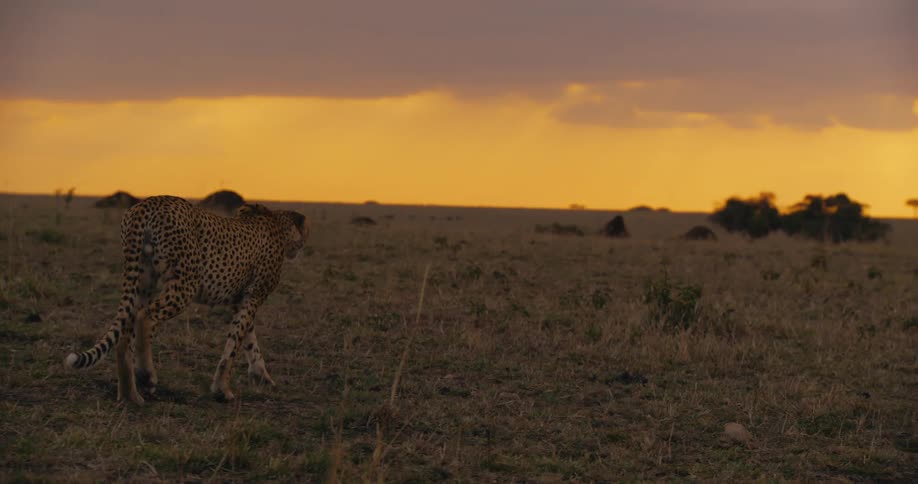 Cheetah walking carefully through the jungle against a reddish sky