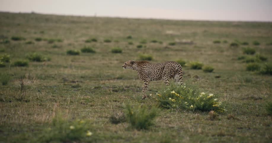 A cheetah prowls the savanna