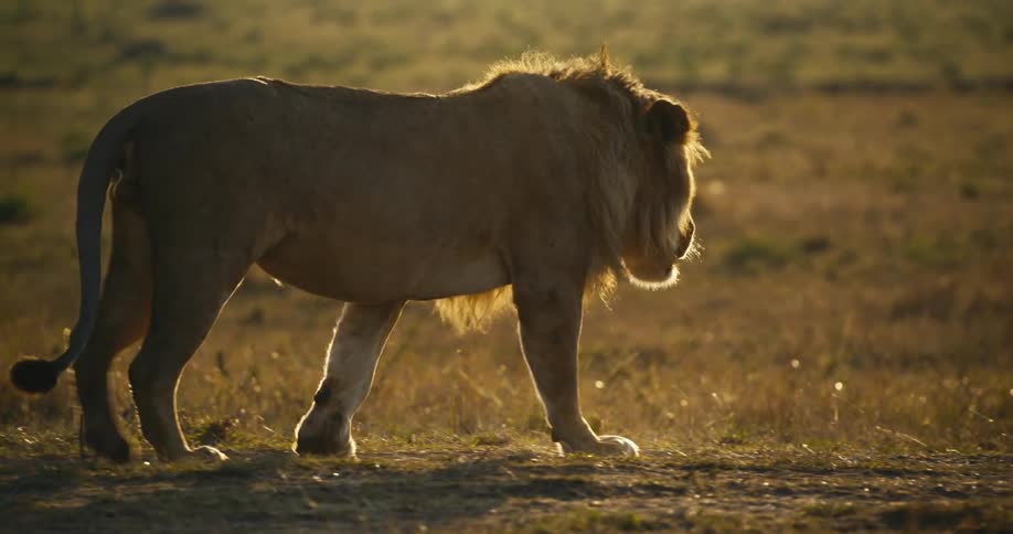 Male lion walking across savanna plain