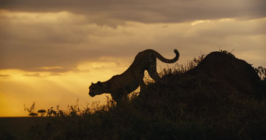 A cheetah walks down a small hill