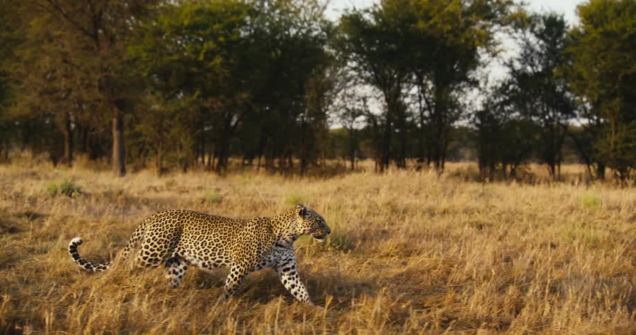 A leopard walks through the grass