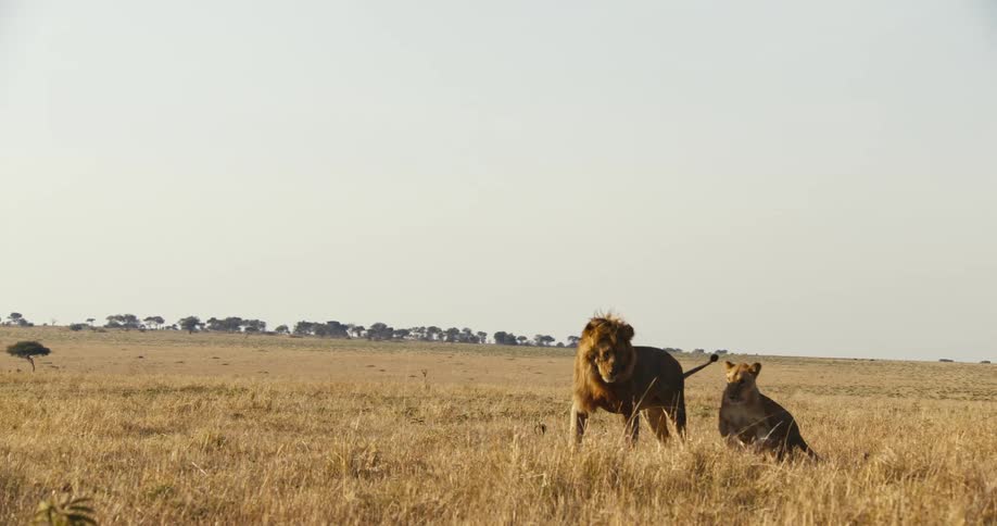 The male and female lion playing in the vast african savanna
