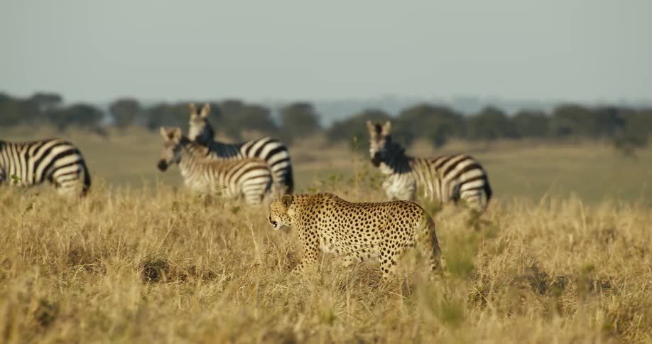 A cheetah walks by a herd of zebra