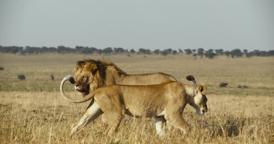 A male and female lion walking side by side in the african savanna
