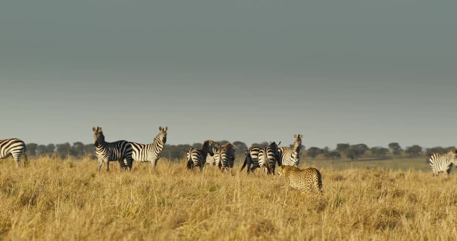 A cheetah stalking a herd of zebras in the african savanna