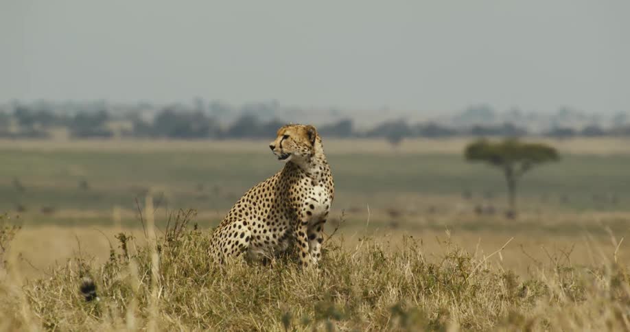 A cheetah is sitting still in a large grassland on a cloudy day