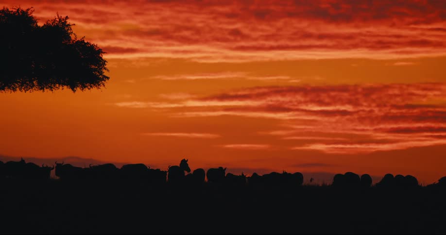 A herd of animals stand together as the sun rises