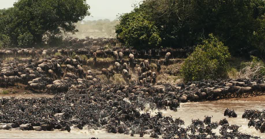 A large herd of horned animals run into the river