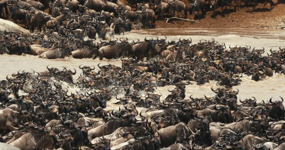 Group of wildebeest running across a river