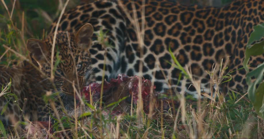 Leopard cub eating carrion in the jungle