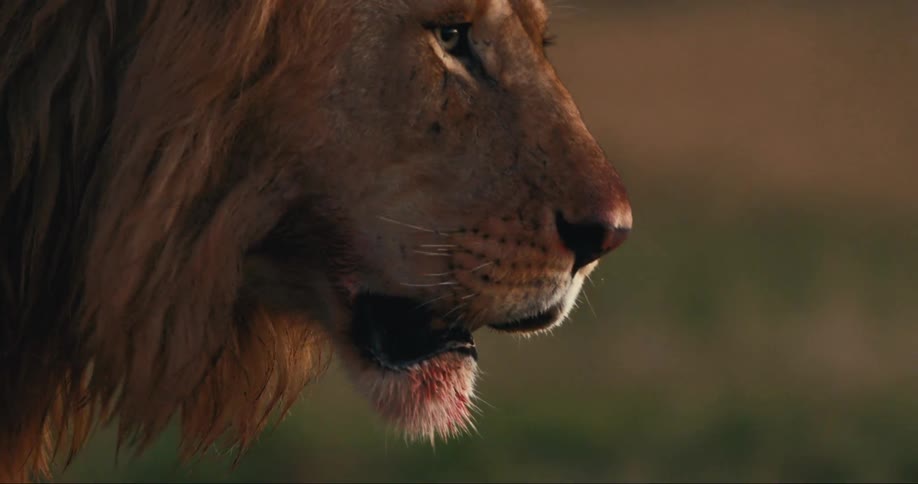 A lion is walking with its mouth open