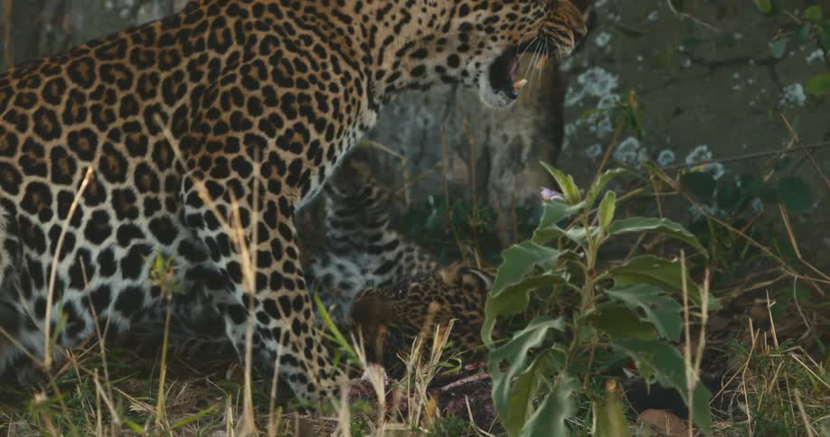 Adult leopard and cub eating carrion in the jungle
