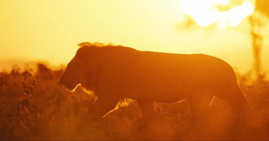 Lion walking in the jungle with reflection of the golden sun
