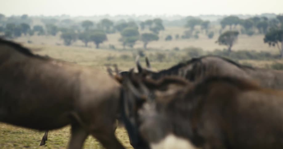 Wildebeest walking in the same direction across a field