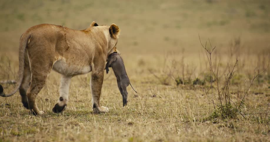 A lion carrying a dead baby mammal in its mouth while walking