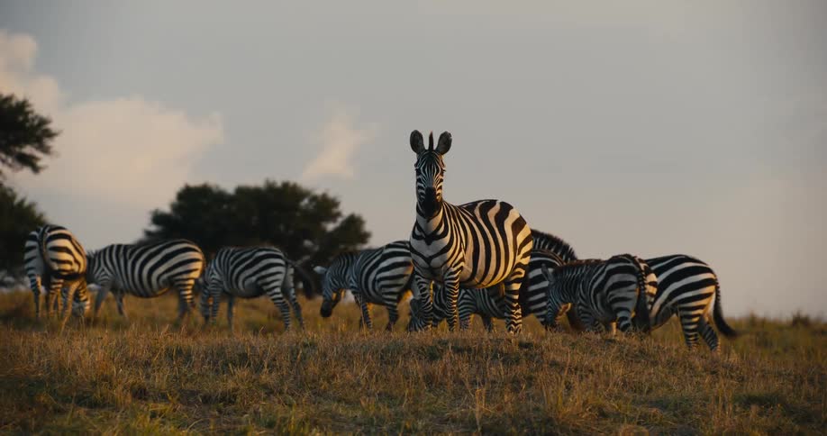 Zebras in a natural environment
