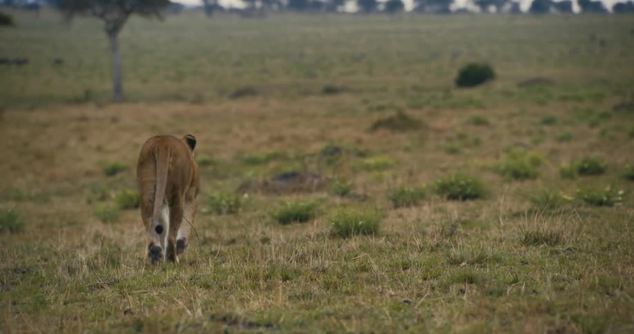 A lion is running on the field