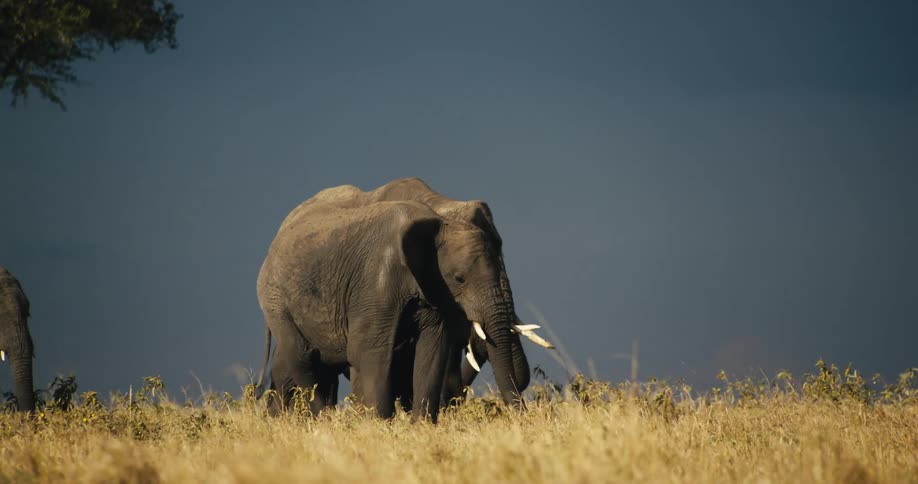 A herd of elephants walks through a grassy field