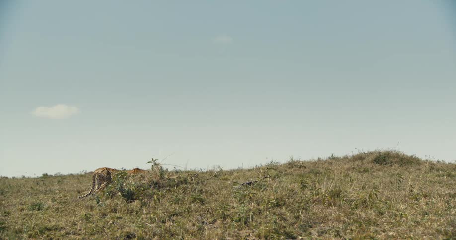 A cheetah walking through tall grass in a savanna landscape