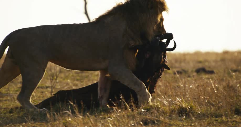 Lion walking carrying a piece of dead prey in his mouth