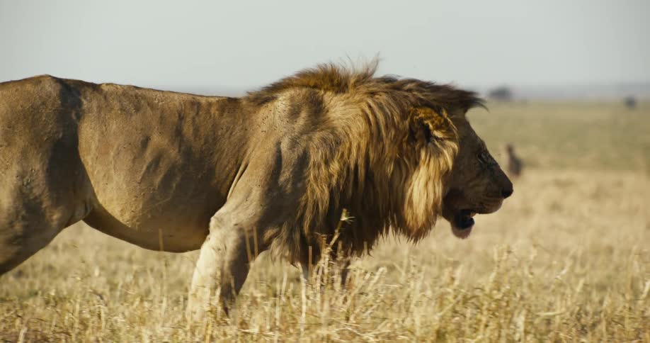 A majestic male lion walking through a savanna his golden mane catching the light