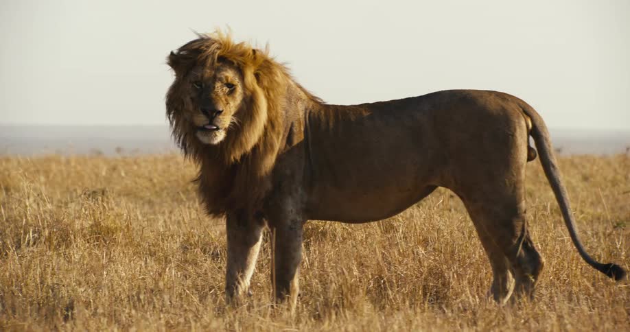 A majestic male lion standing tall in a golden savanna its mane ruffled by the wind exuding an aura of power and regality