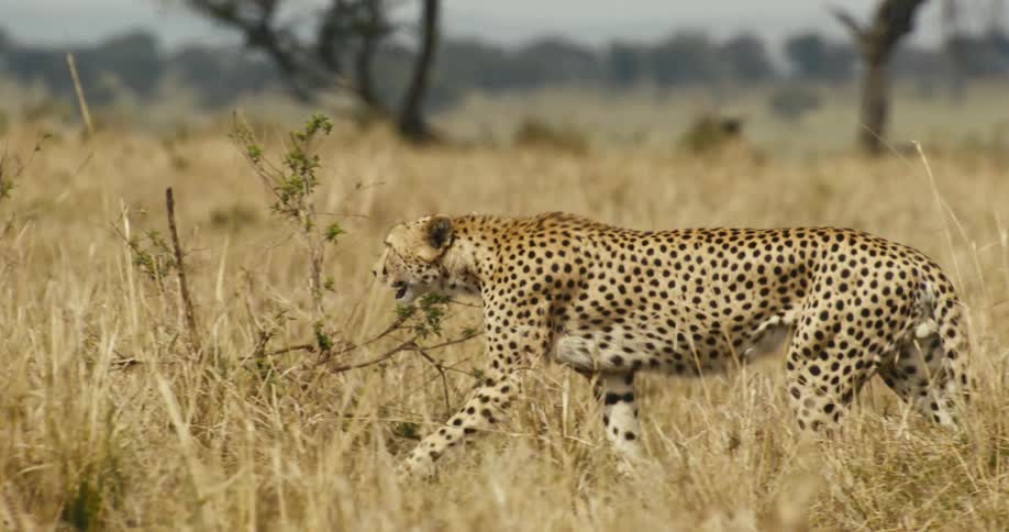 A cheetah walks through the tall grass