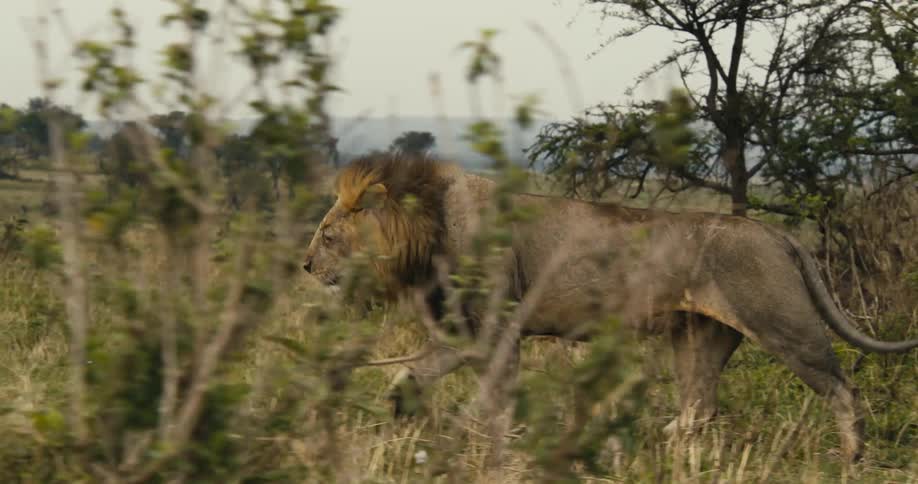 A lion walks past a tree