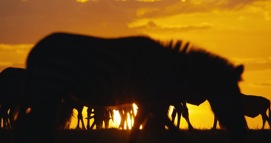 A herd of wildebeest silhouetted against a fiery sunset
