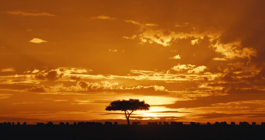 A lone acacia tree and a herd of zebras stand silhouetted against a vibrant orange sunset casting long shadows across the african savanna