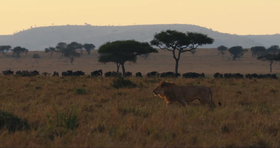 Lion strolling across a savanna plain at sunset