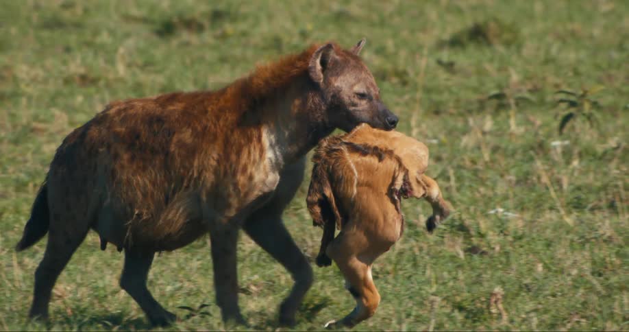 Hyena carrying a piece of dead animal through the jungle