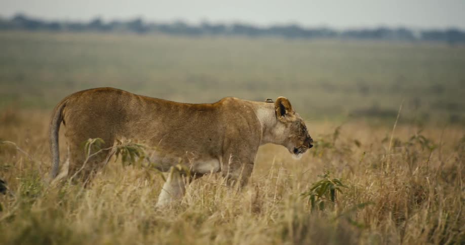 Lioness walking through dry grass in the jungle