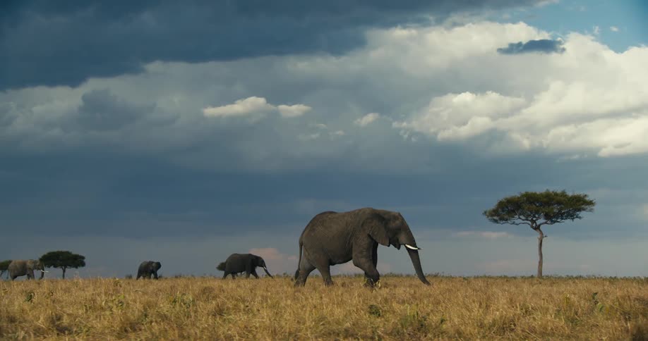 Elephants walk on the field together