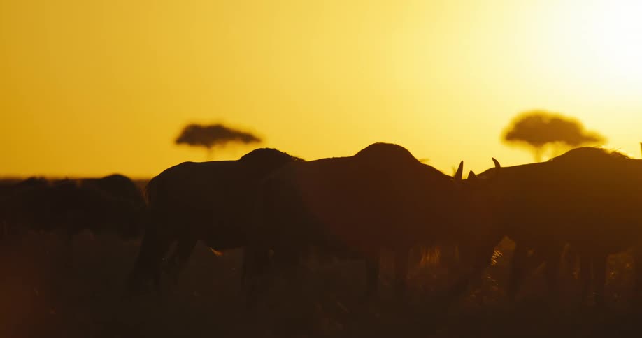 The silhouette of several wildebeest walking on a morning with a bright orange sky