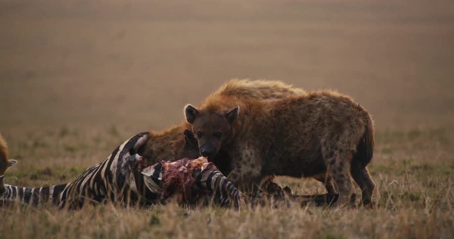 Hyenas eat the carcass of a zebra