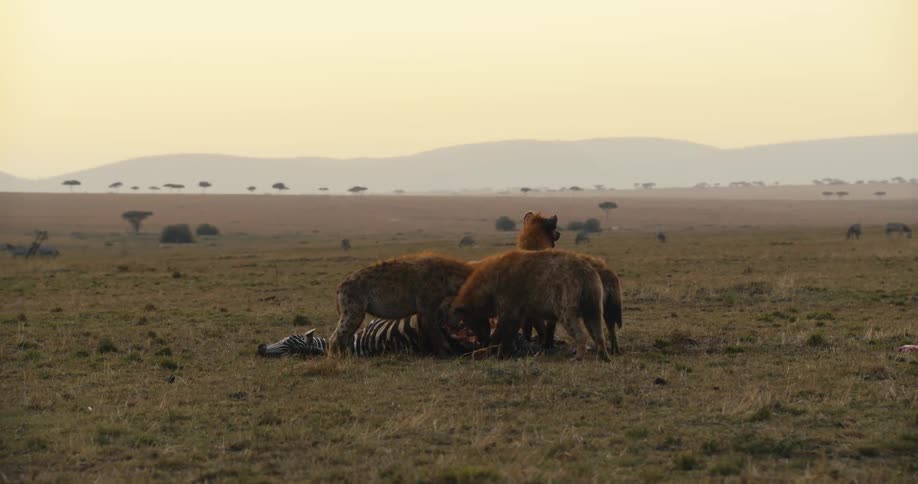 Three hyenas surround the carcass of a zebra and are feeding on it in a savannah