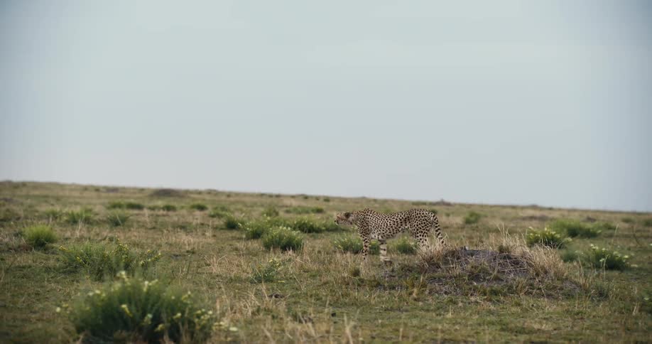 Cheetah walking on a flat area in the jungle