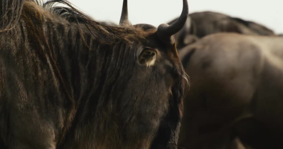Wildebeest walking through the jungle