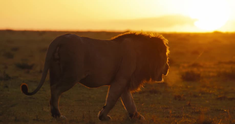 A lion is walking at sunrise