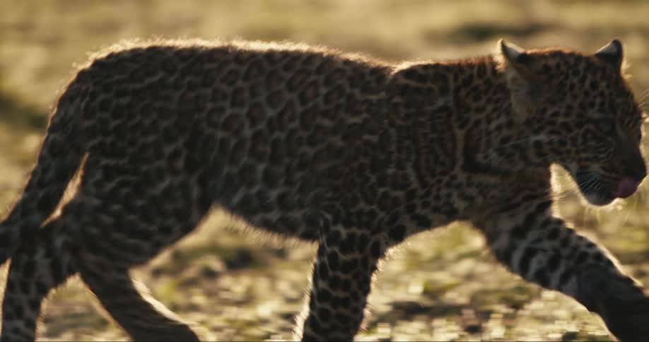 Leopard cub walking in the jungle
