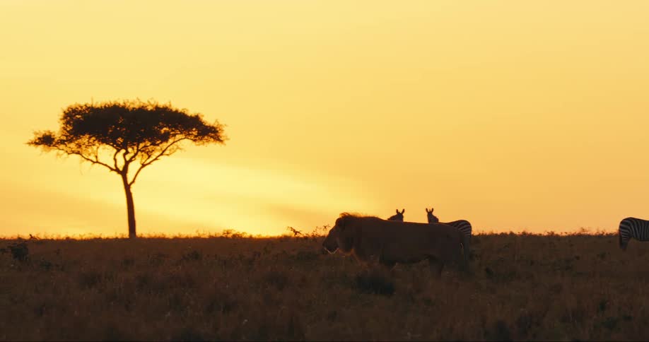 A golden african sunset silhouettes a herd of zebras and a lone lion against the horizon