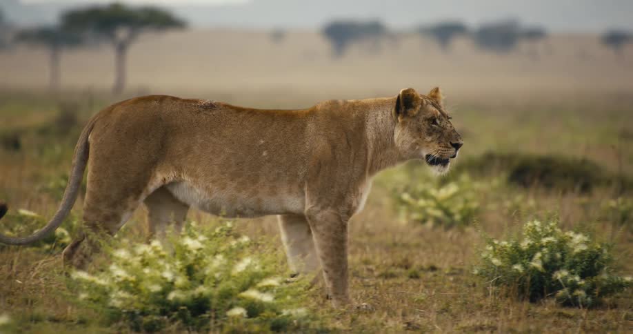 Lioness walking through dry jungle grass