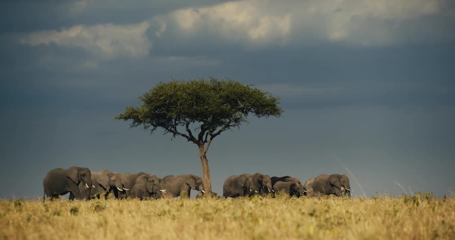 Group of elephants in a savannah walking together