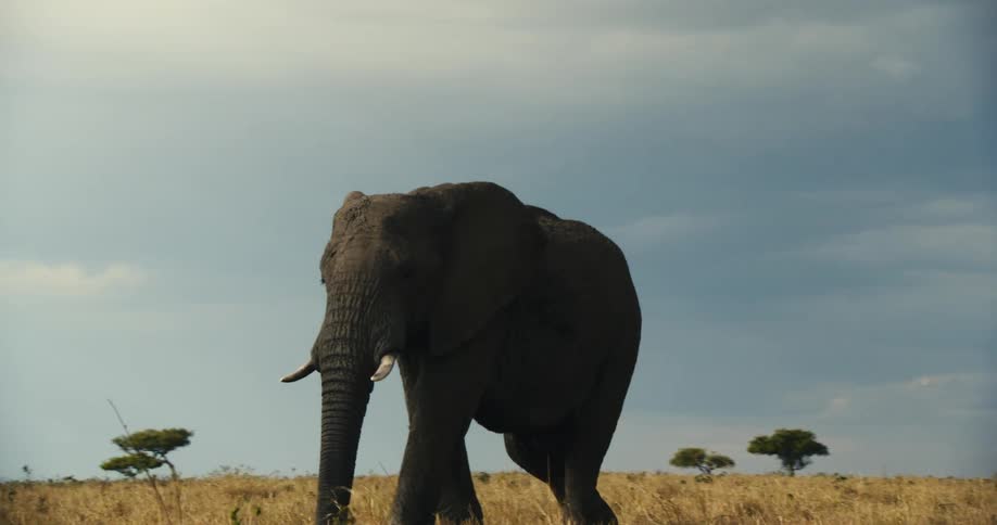 Elephant walking through grass in the jungle