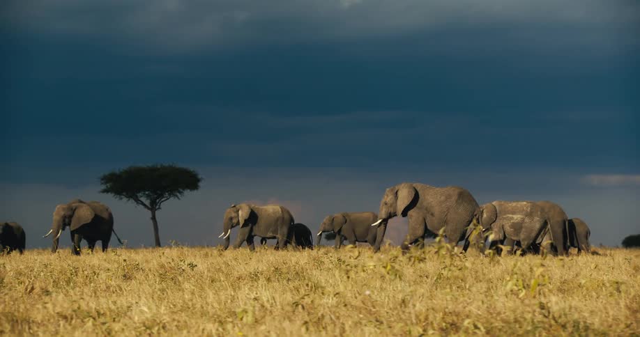 Group of elephants walking in the same direction in the jungle